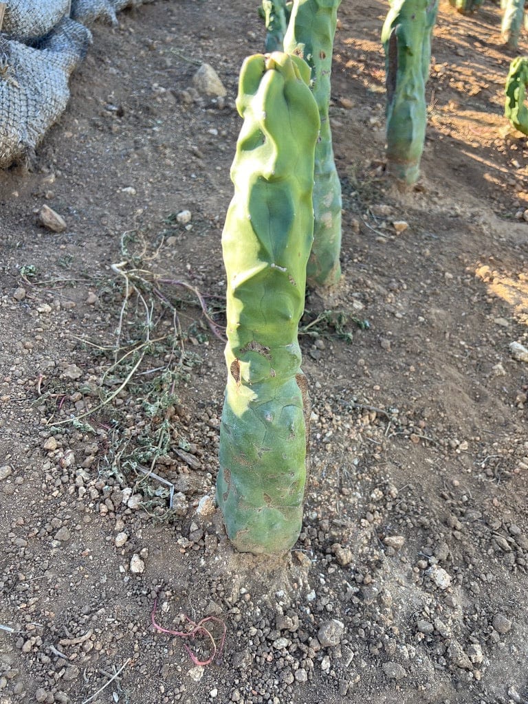 Totem Pole Cactus (Skinny Form) - Lophocereus Schottii Mieckleyanus