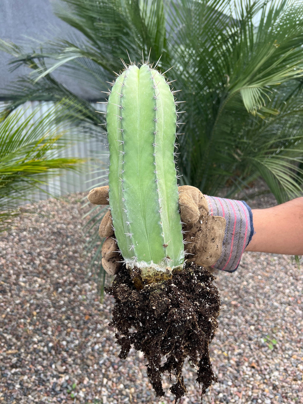 Chichipe Cactus - Polaskia chichipe
