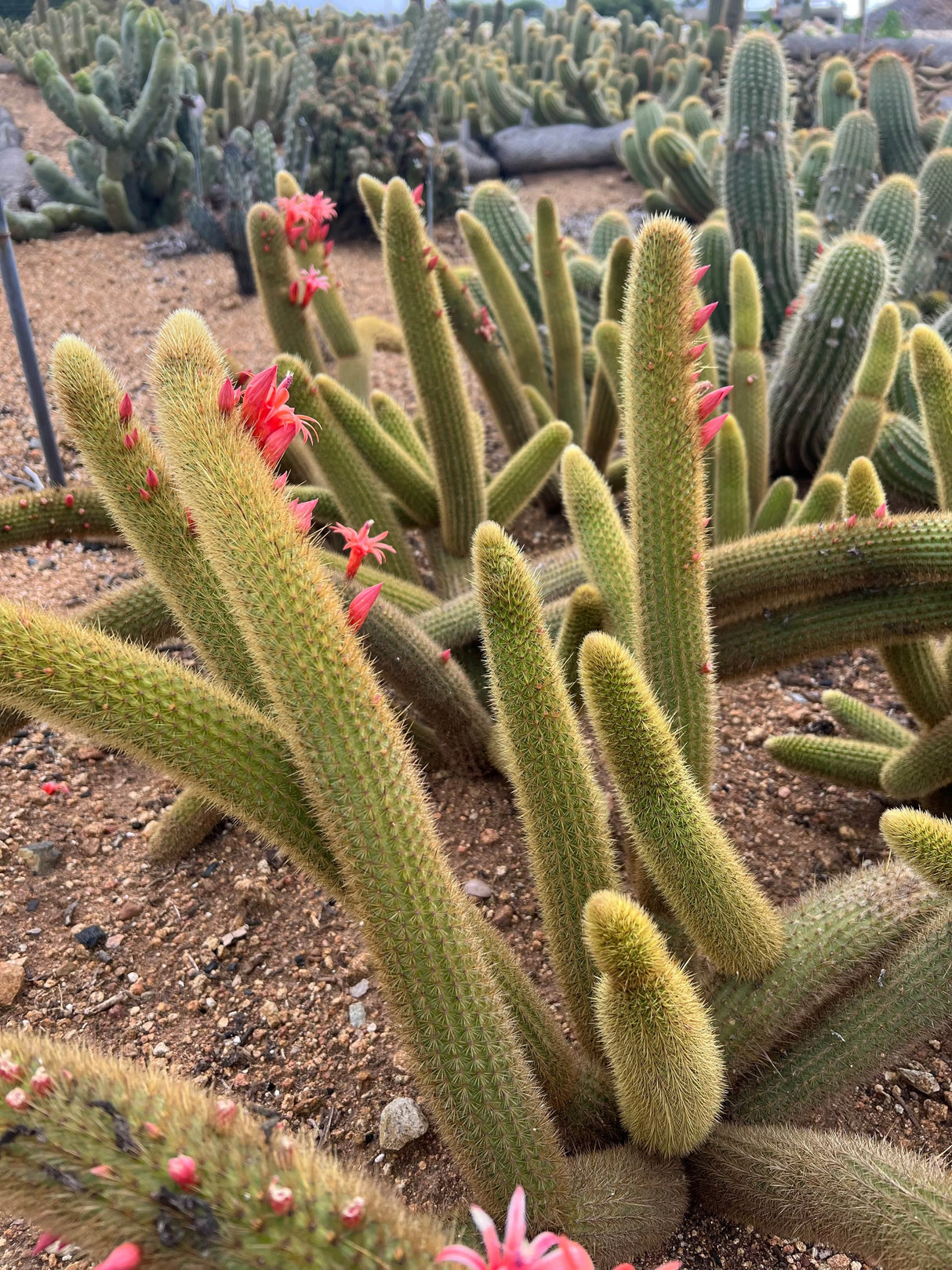 Golden Rat Tail - Cleistocactus Brookeae