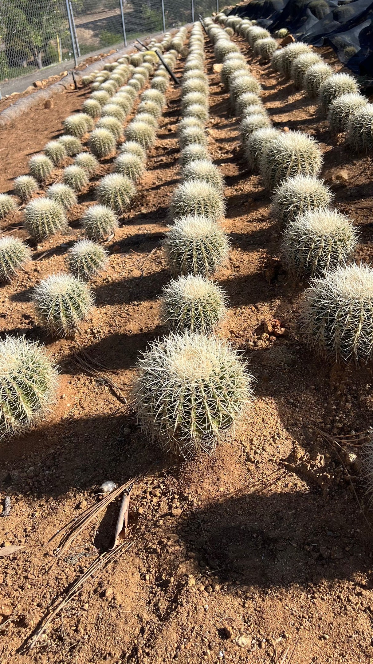 White Spine Barrel Cactus - Echinocactus Grusonii Albispinus