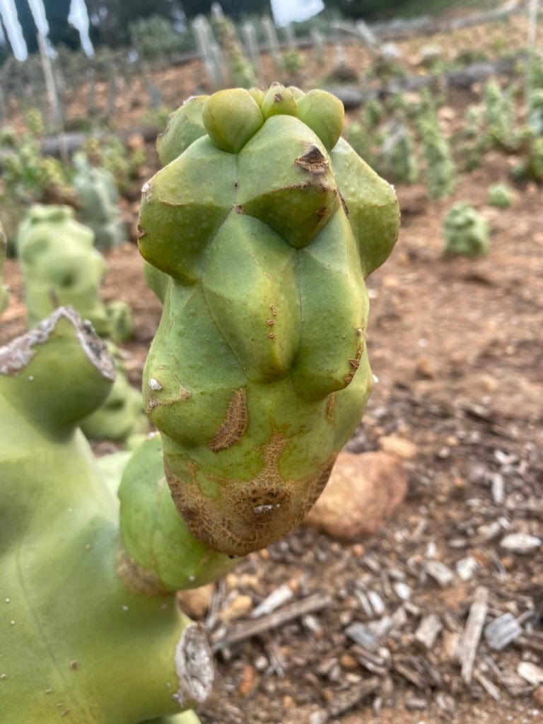 Totem Pole Cactus - Lophocereus shottii Obesa