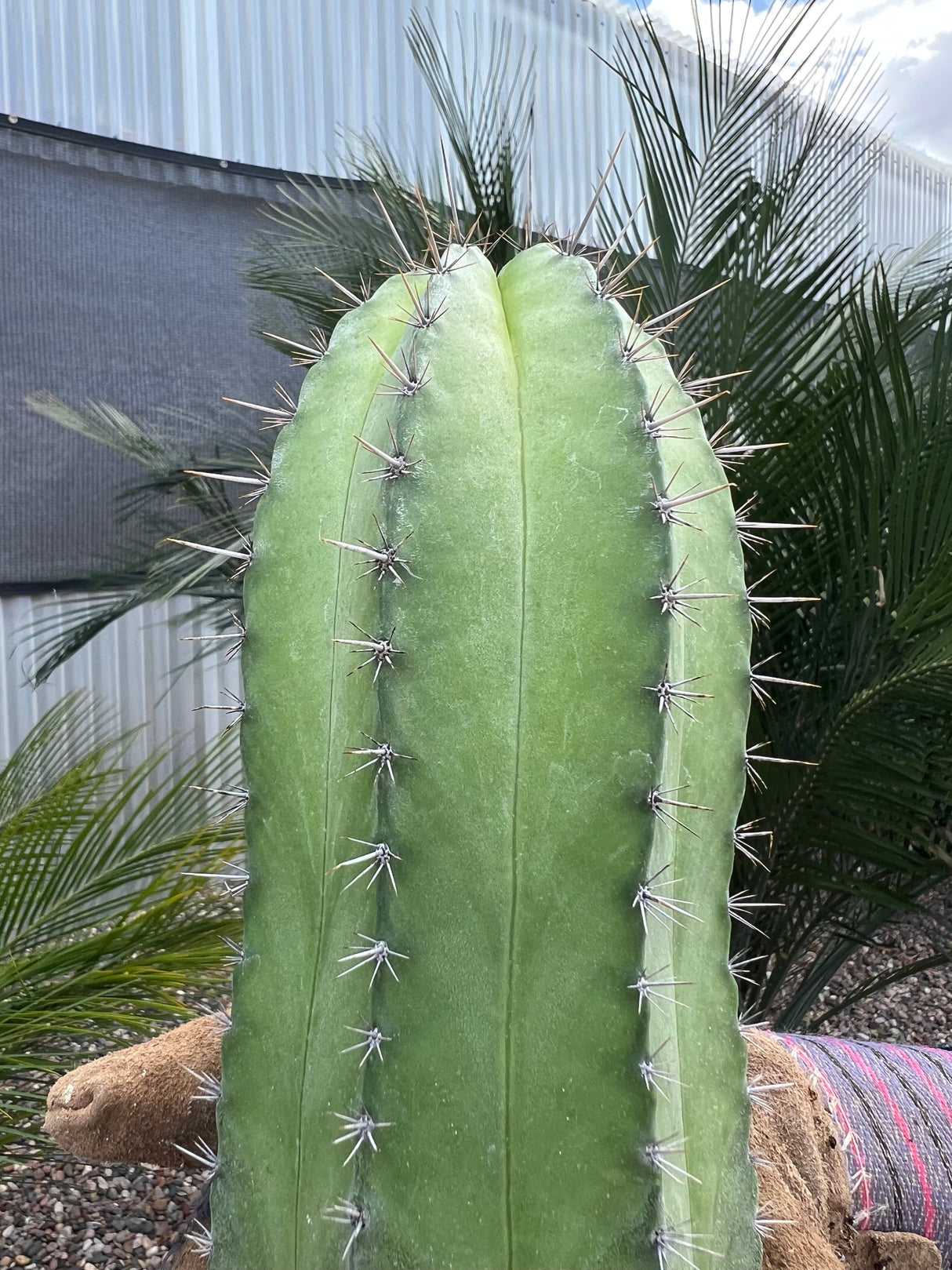 Chichipe Cactus - Polaskia chichipe