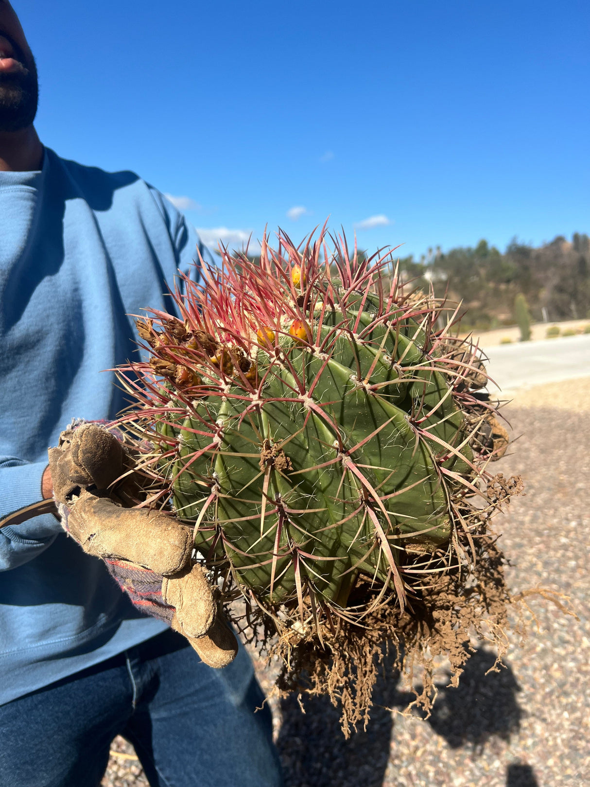 Big Barrel Cactus Bundle