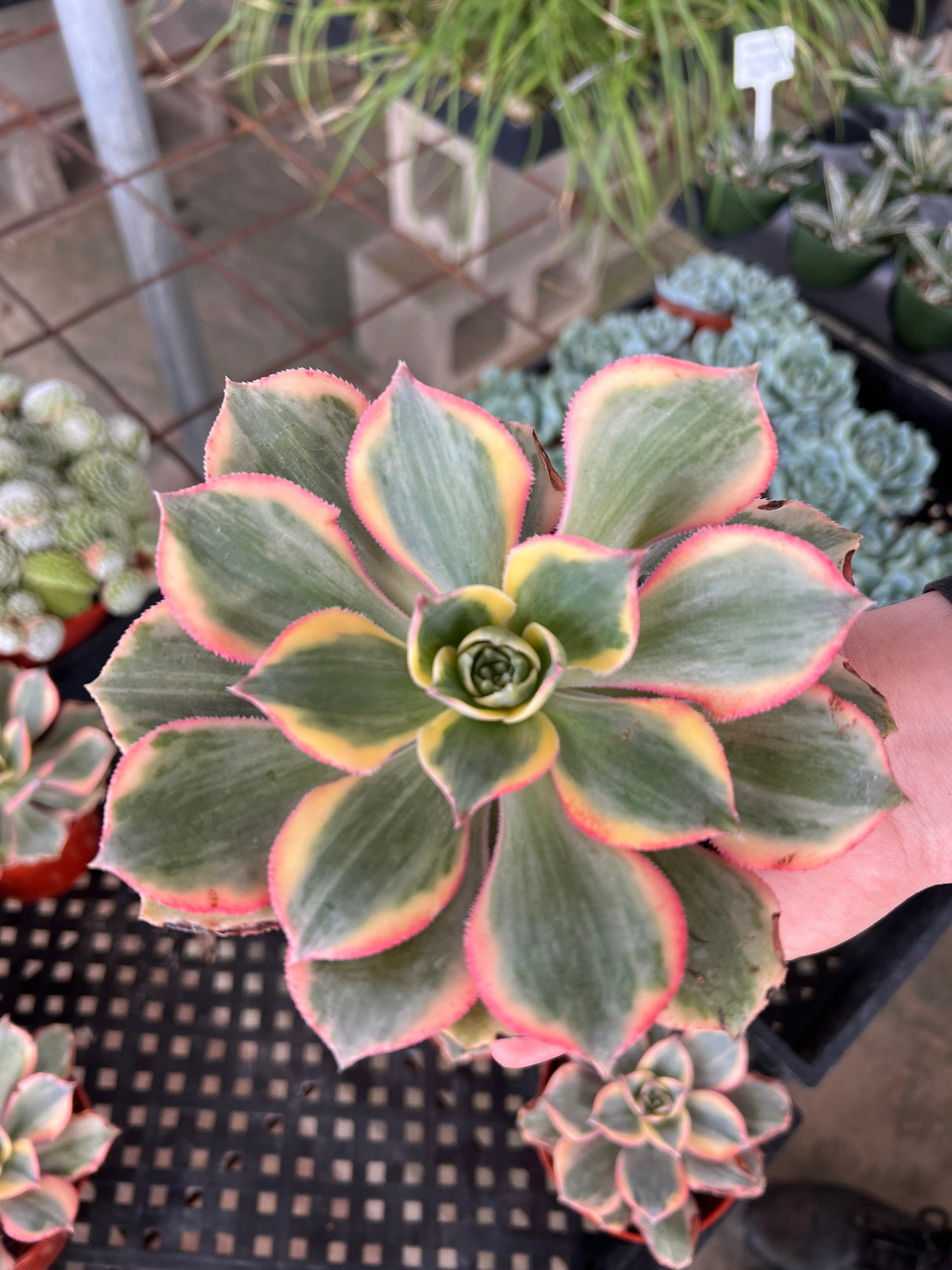 Aeonium Sunburst - Aeonium Decorum
