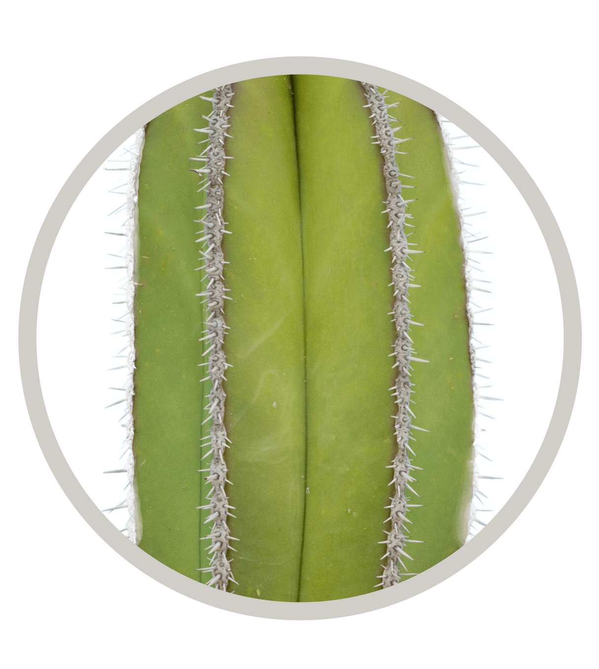 Mexican Fence Post Cactus (Pachycereus marginatus) | Cactus Warehouse | Exotic Cacti Collection & Quality Desert Plants