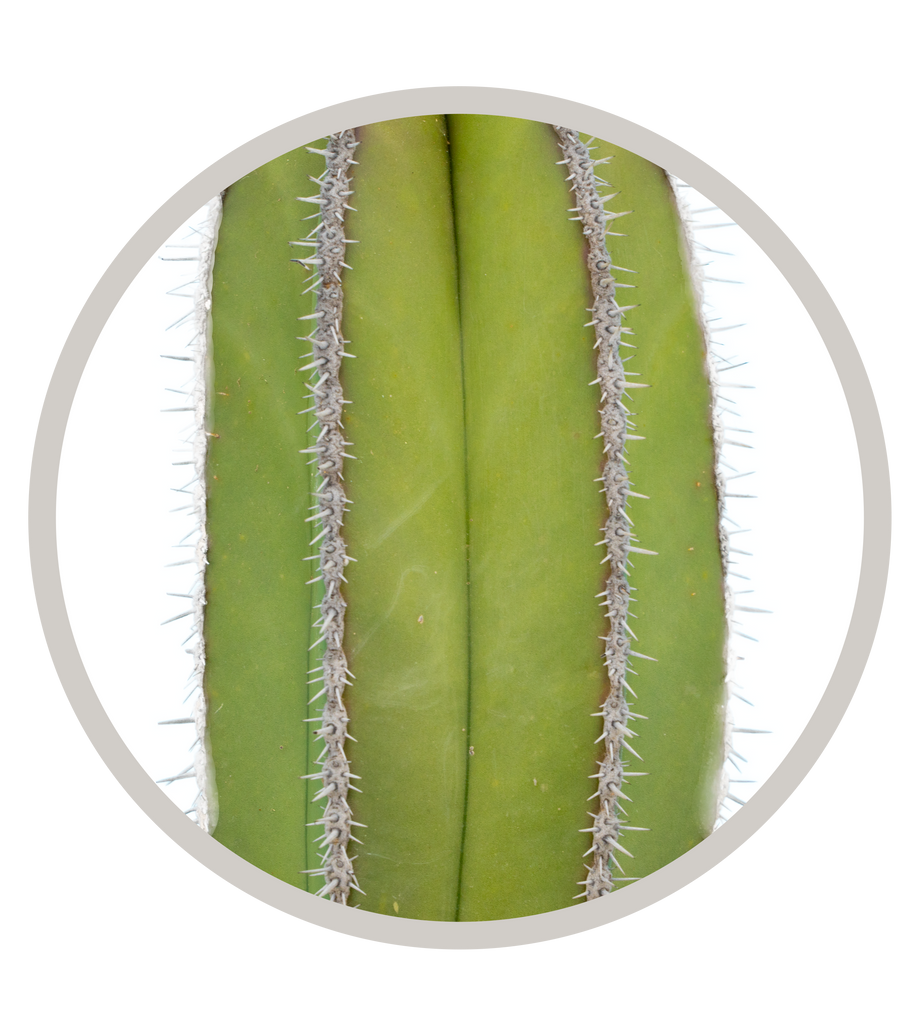 Mexican Fence Post Cactus (Pachycereus marginatus) | Cactus Warehouse | Exotic Cacti Collection & Quality Desert Plants