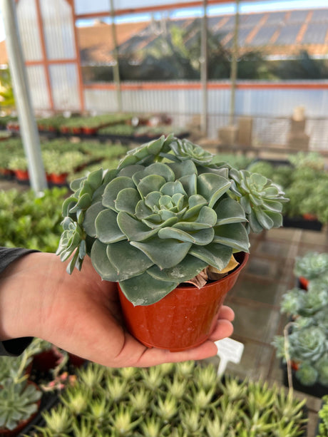 Echeveria 'Galaxy Blue' - Echeveria