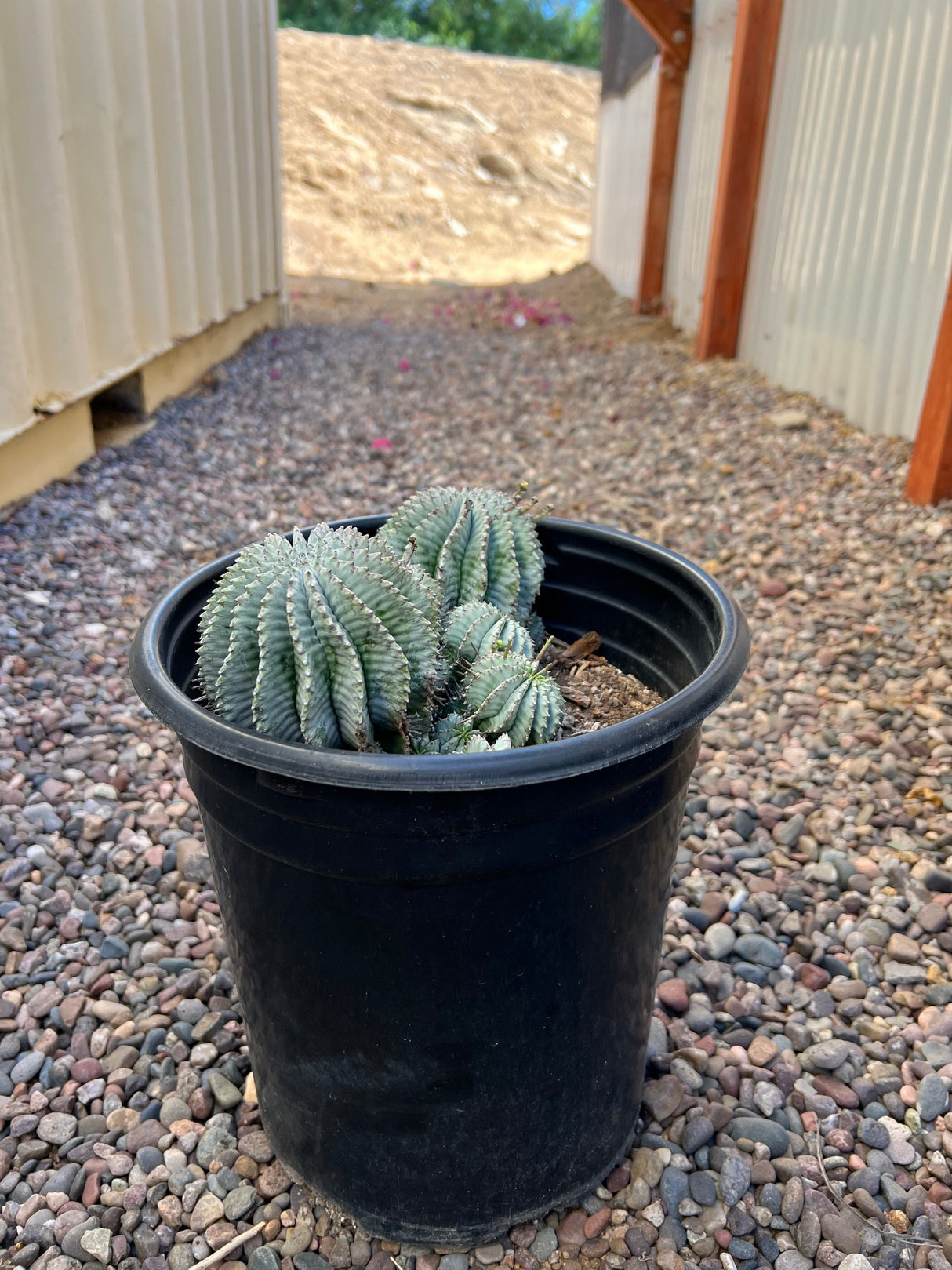 Euphorbia Horrida 10-Pack Cluster - Euphorbia Horrida
