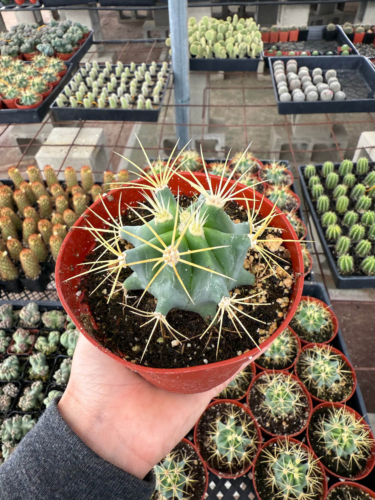 Blue Barrel Cactus - Ferocactus glaucescens