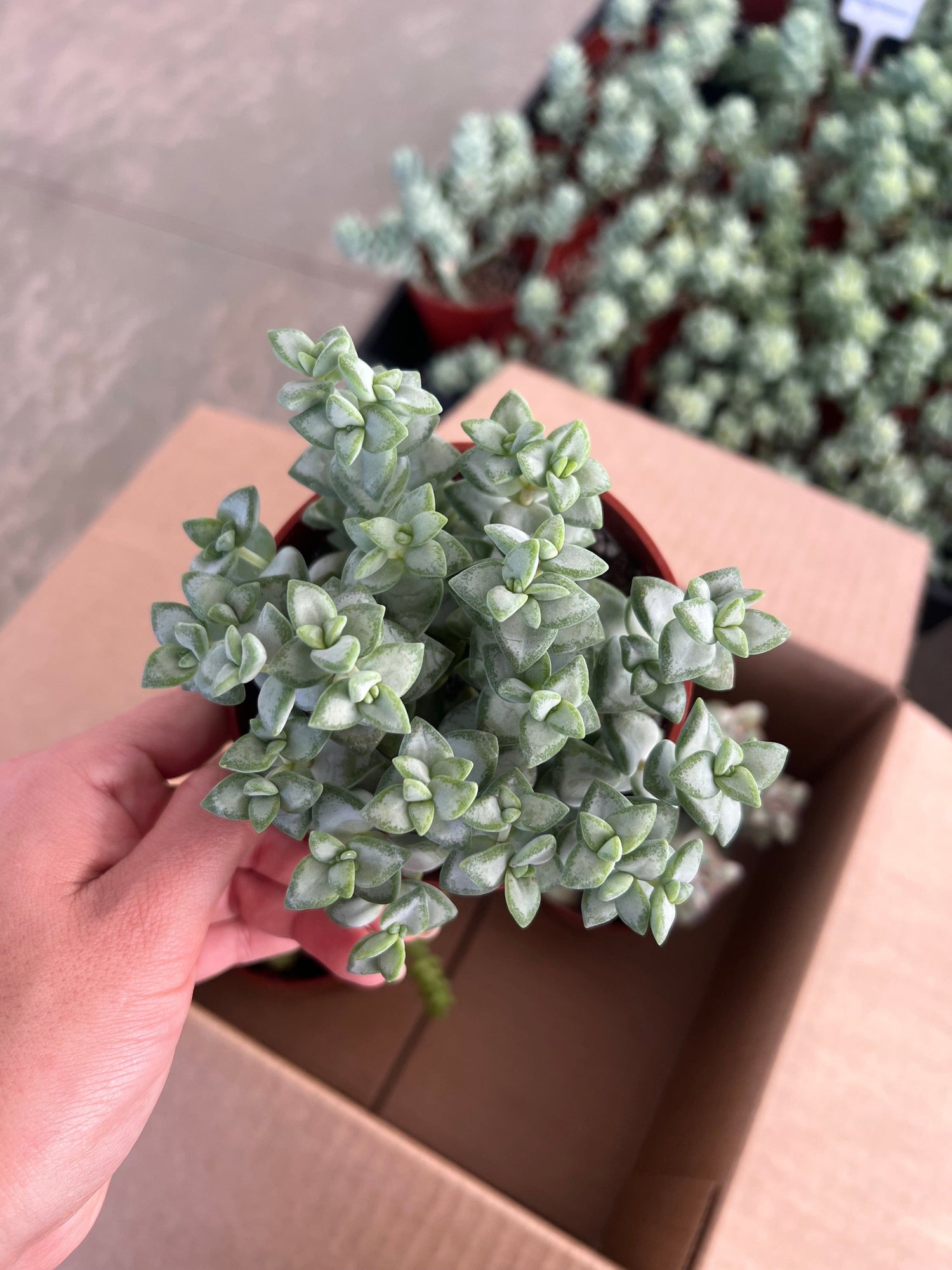 Mixed Crassula Succulent Bundle  - Crassula