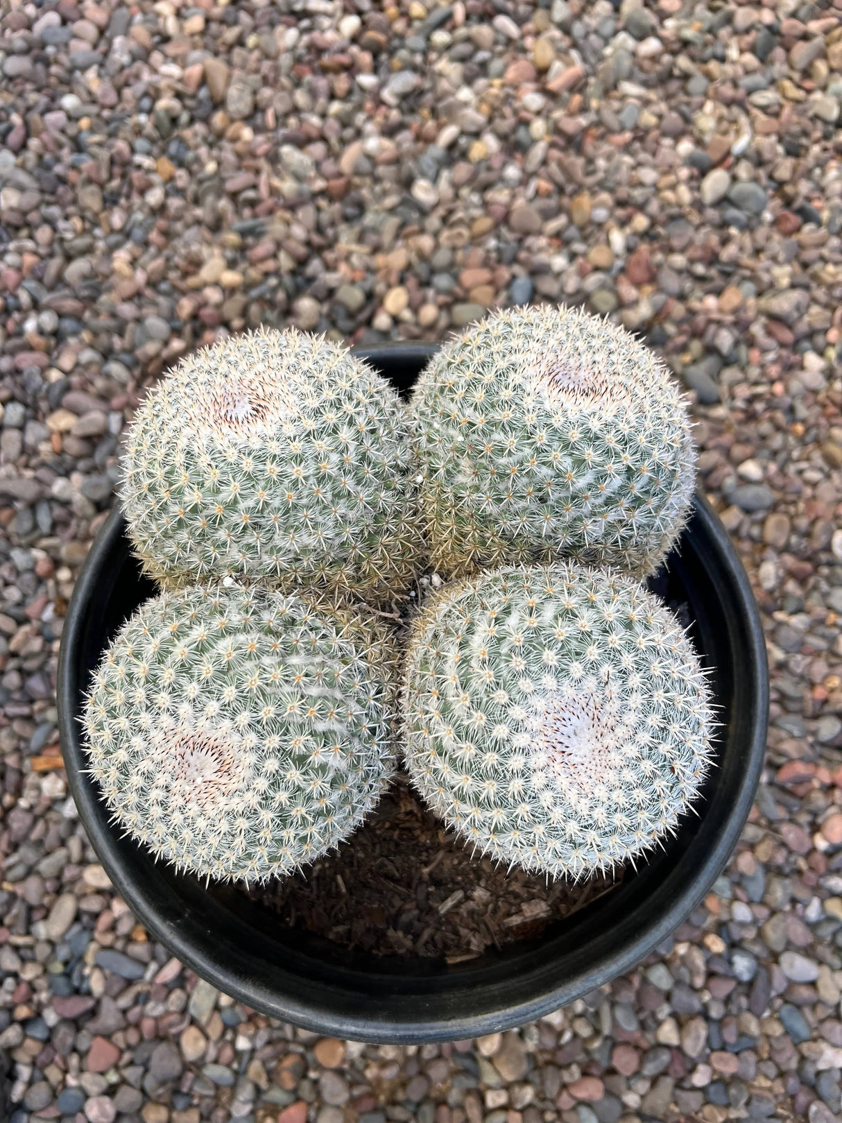 Mammillaria Parkinsonii 4-Piece Cluster - Mammillaria Parkinsonii