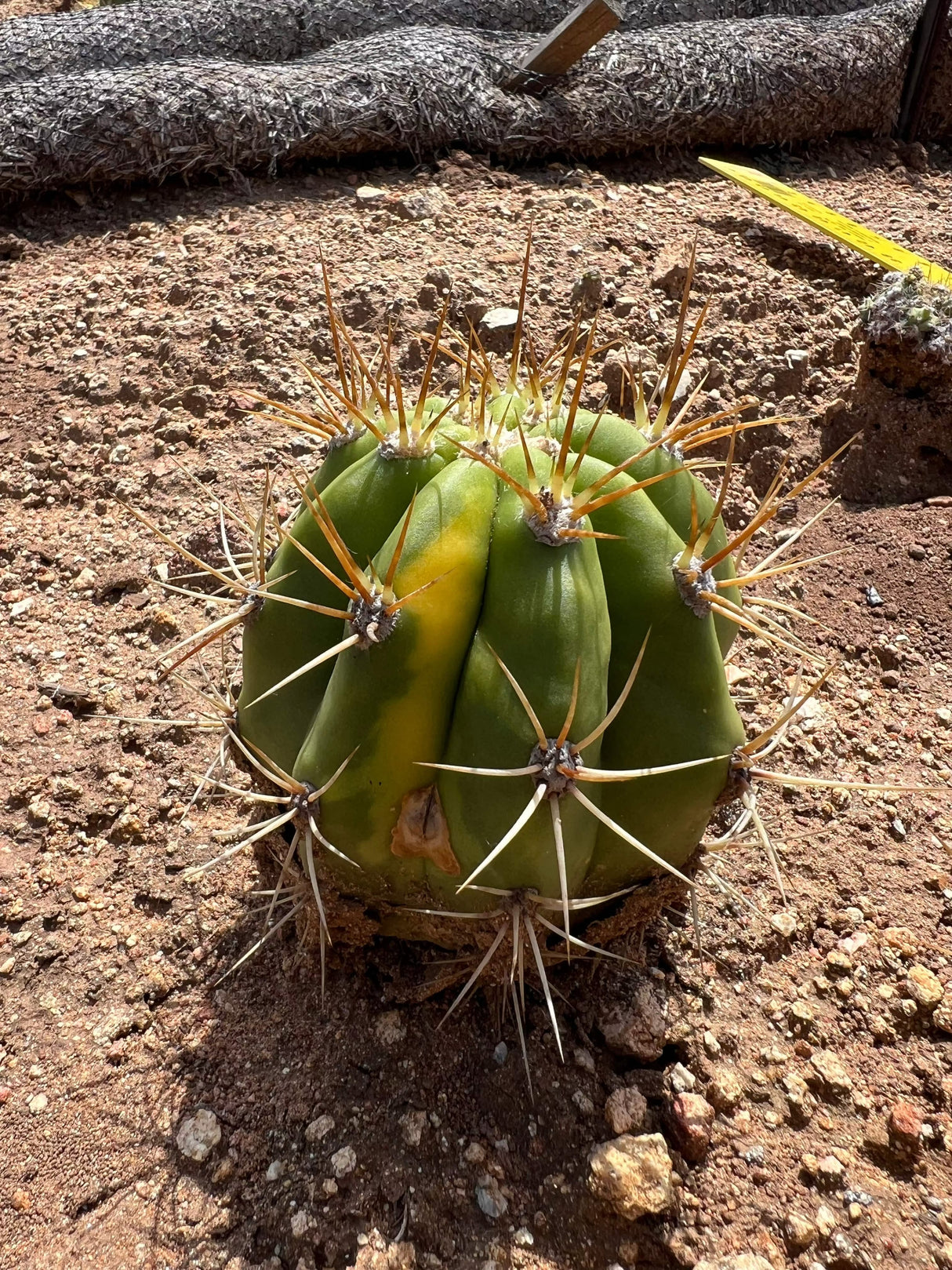Variegated Cardon Grande Cactus - Trichocereus Terscheckii
