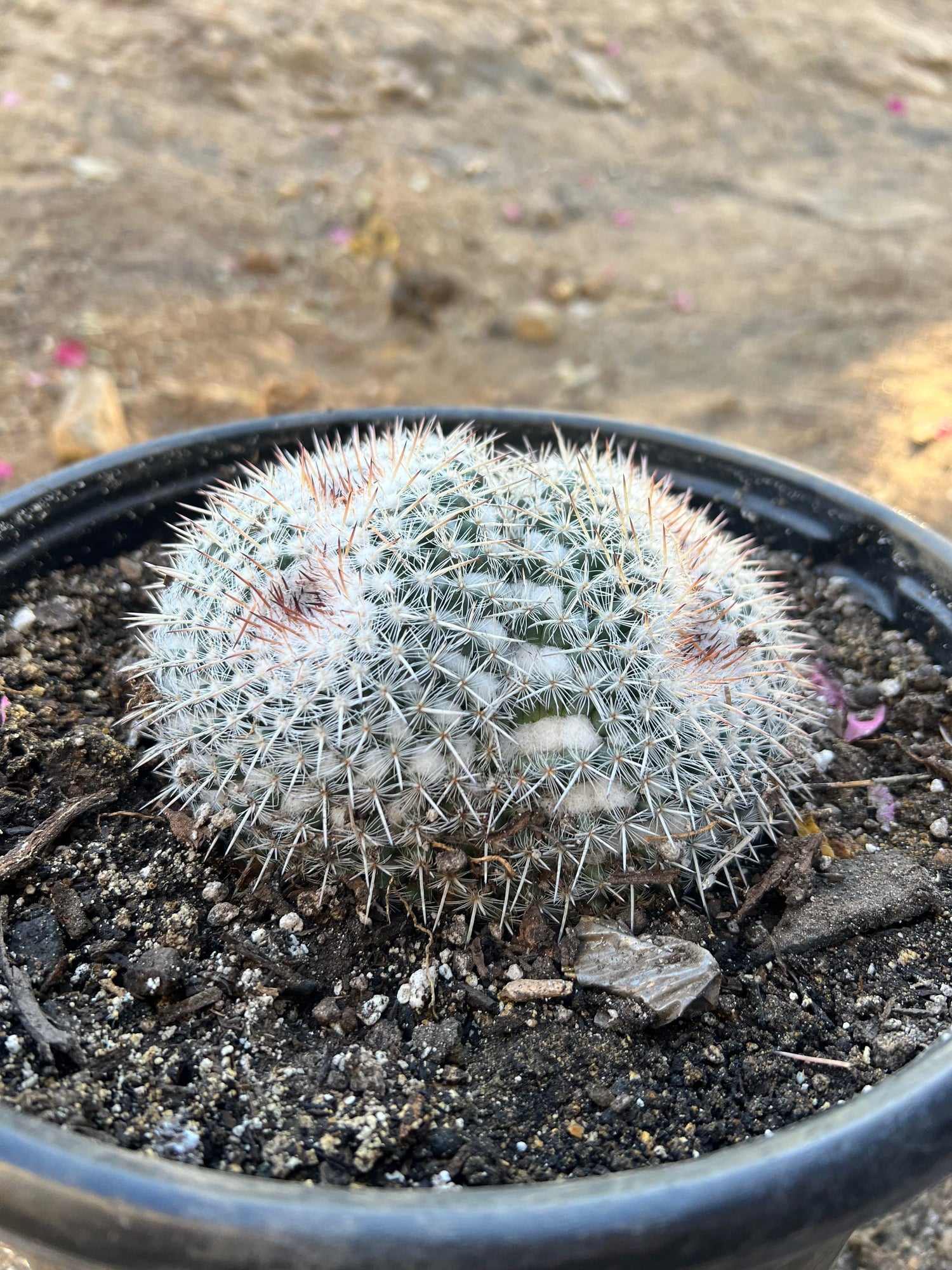Owl's Eye Cactus 2-Pack Cluster - Mammillaria parkinsonii