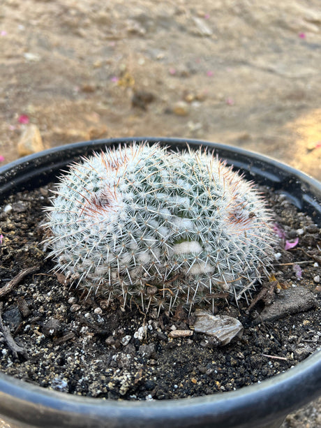 Owl's Eye Cactus 2-Pack Cluster - Mammillaria parkinsonii