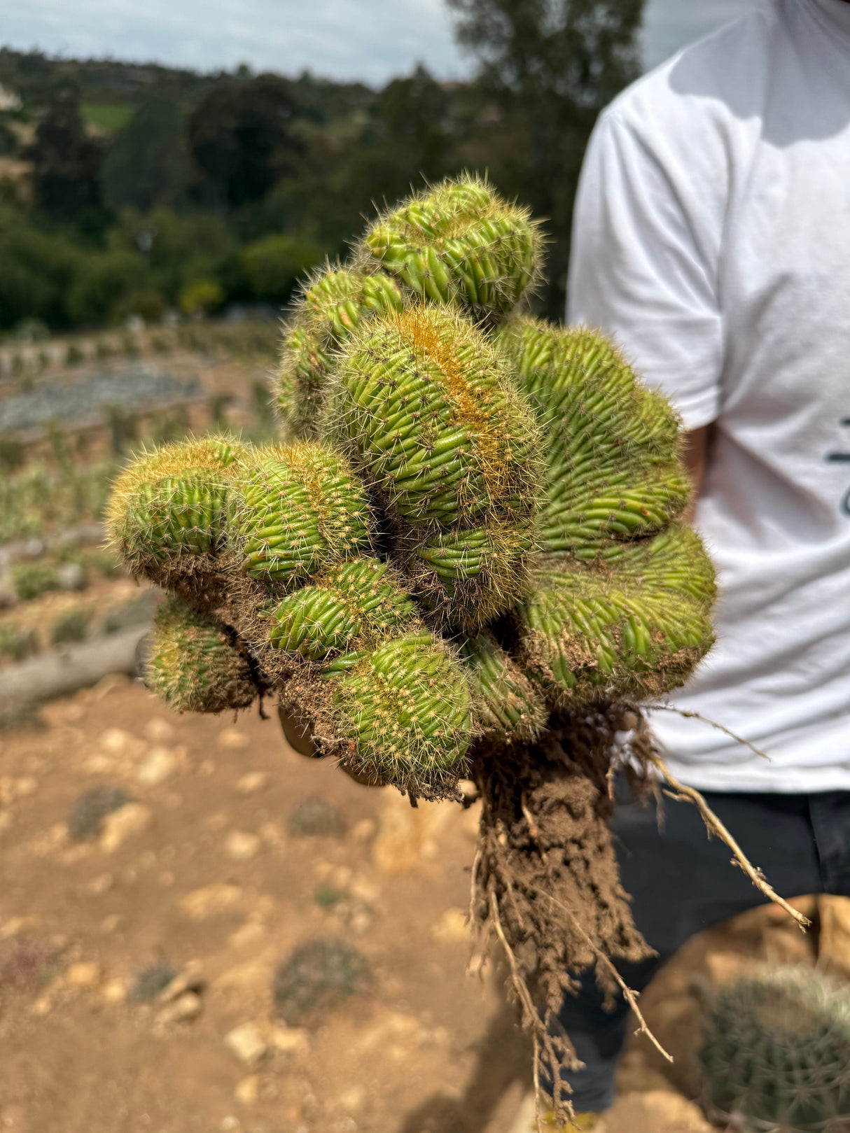 Mammillaria wildii cristata - Brain cactus
