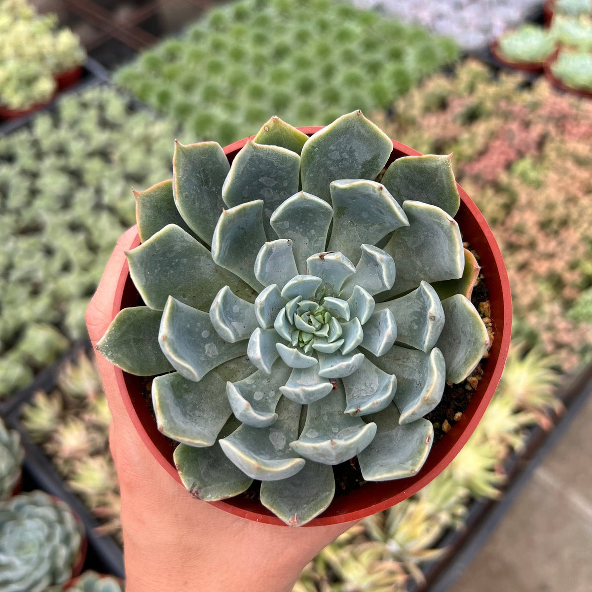 succulent by bessy Morning Beauty