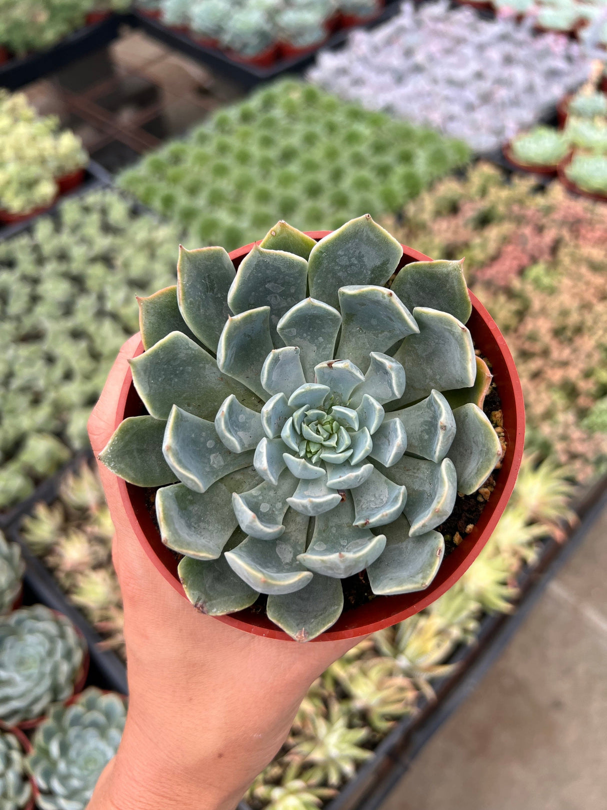 Morning Beauty - Echeveria Subsessilis