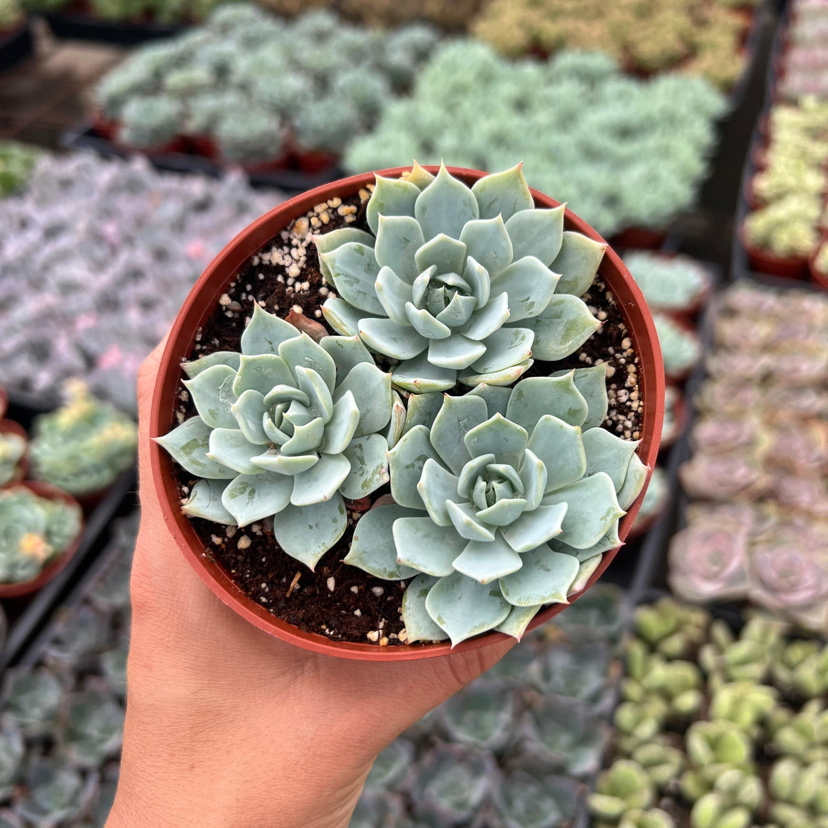 peacock succulent planter Echeveria 'Peacock'