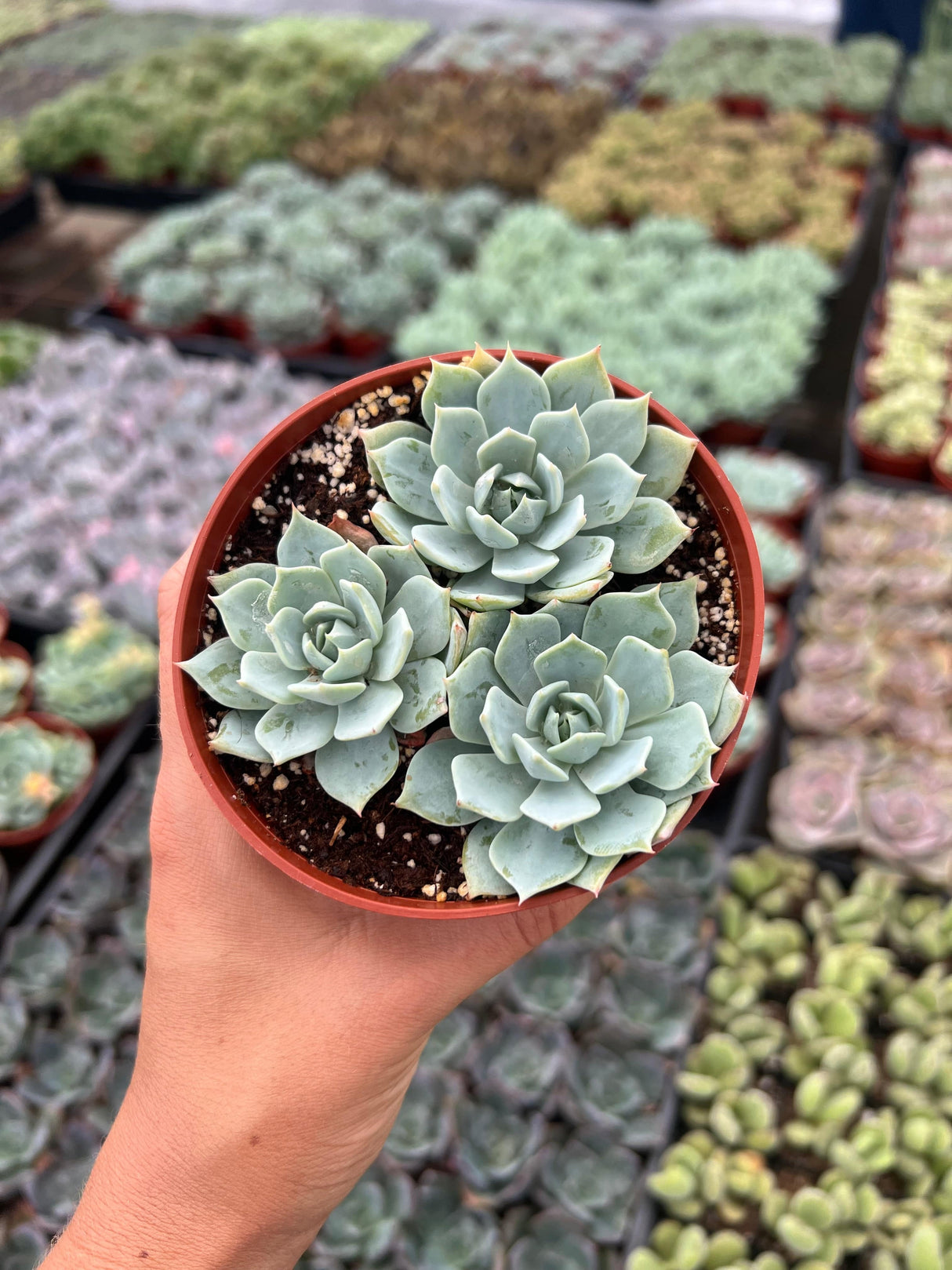 Echeveria 'Peacock' - Echeveria Peacockii