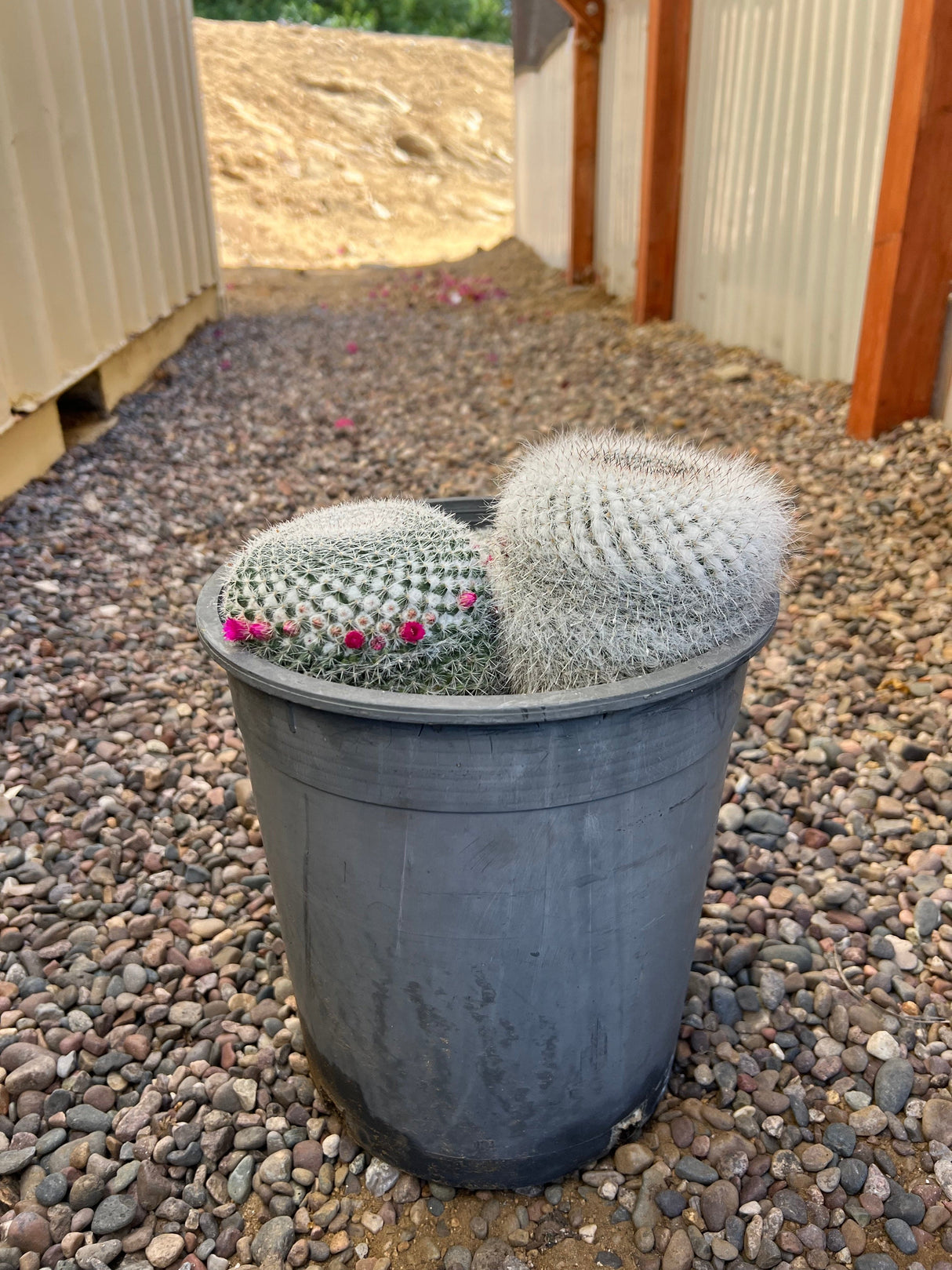 Mammillaria Hahniana 3-Pack Cluster - Mammillaria Hahniana