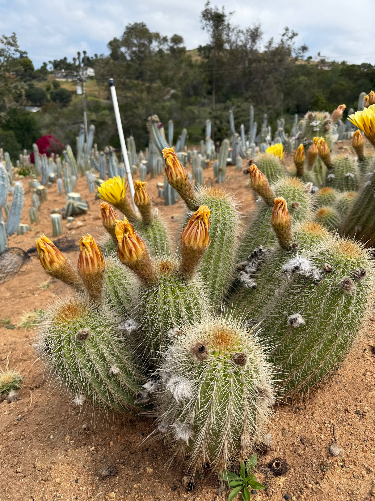 Yellow Trichocereus Hybrid - Echinopsis hybrid