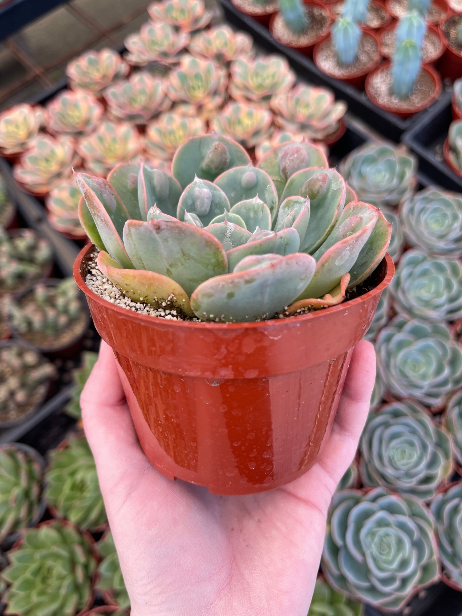 Echeveria 'Rain Drops' - Echeveria