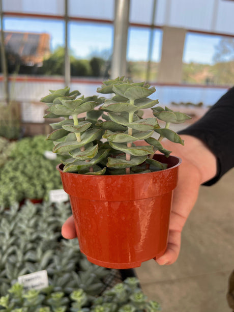String of Buttons / Necklace Vine - Crassula Perforata