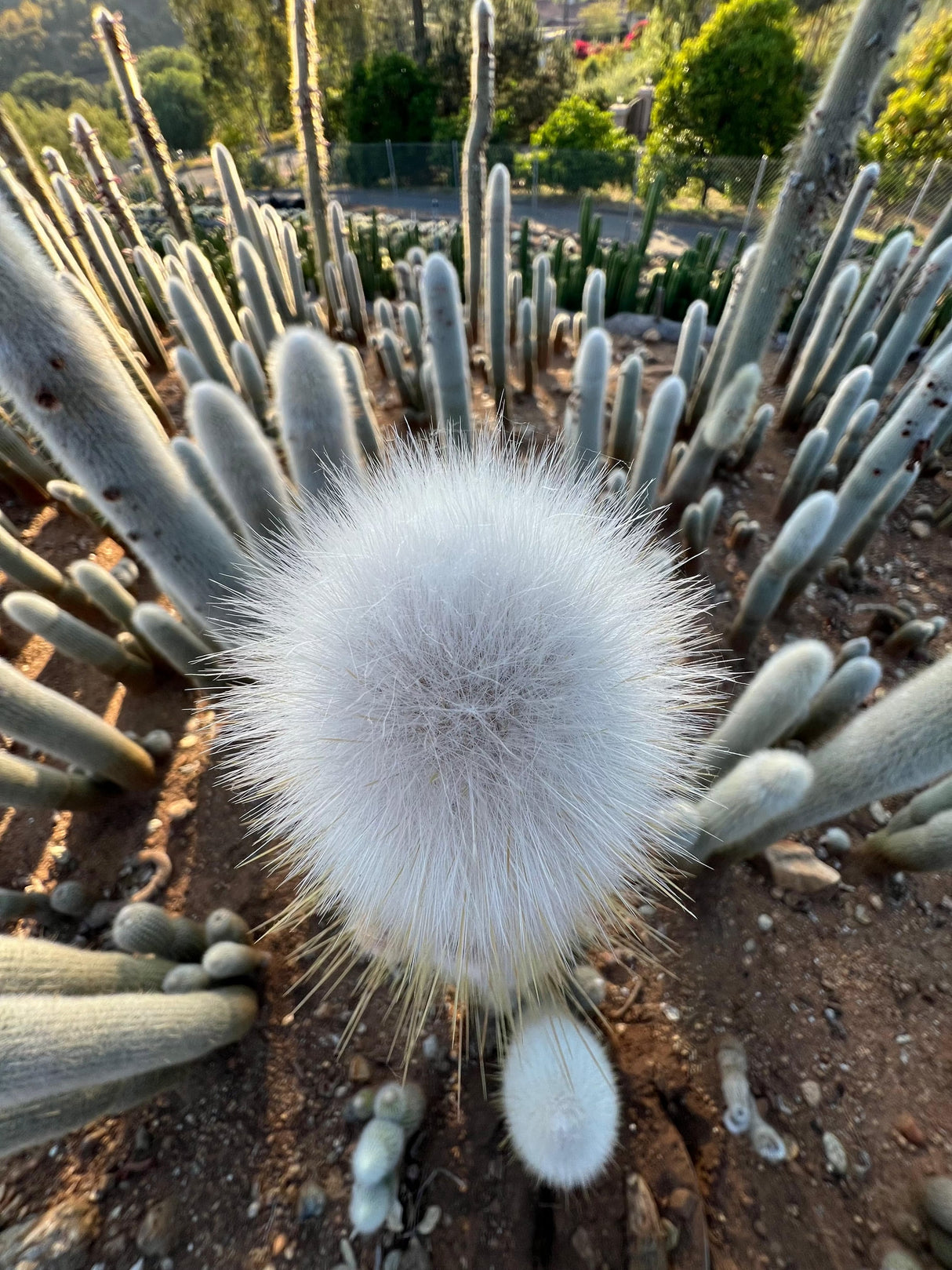 Silver Torch Cactus - Cleistocactus Strausii