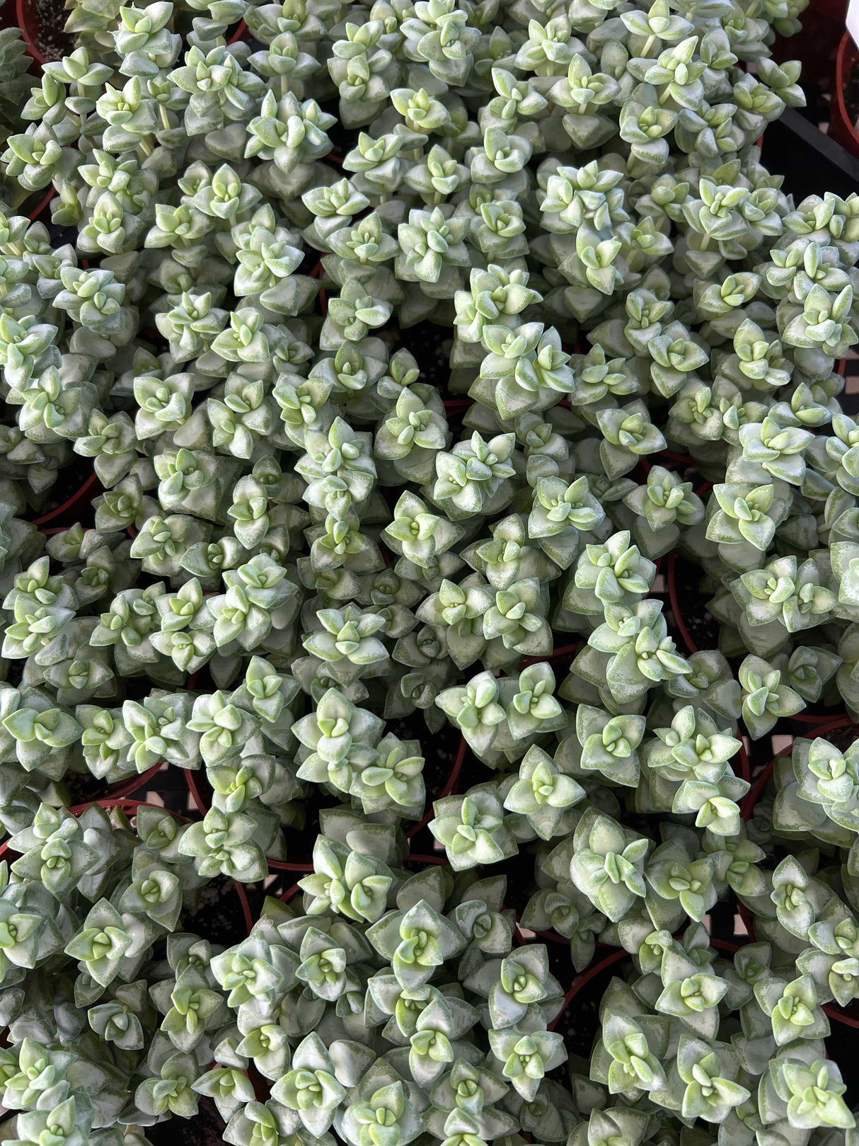 Buttons On A String - Crassula Rupestris