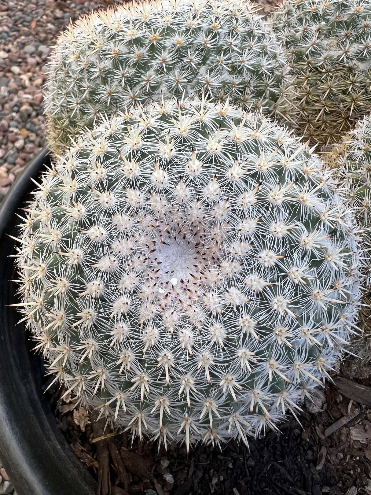 Mammillaria Parkinsonii 4-Piece Cluster - Mammillaria Parkinsonii