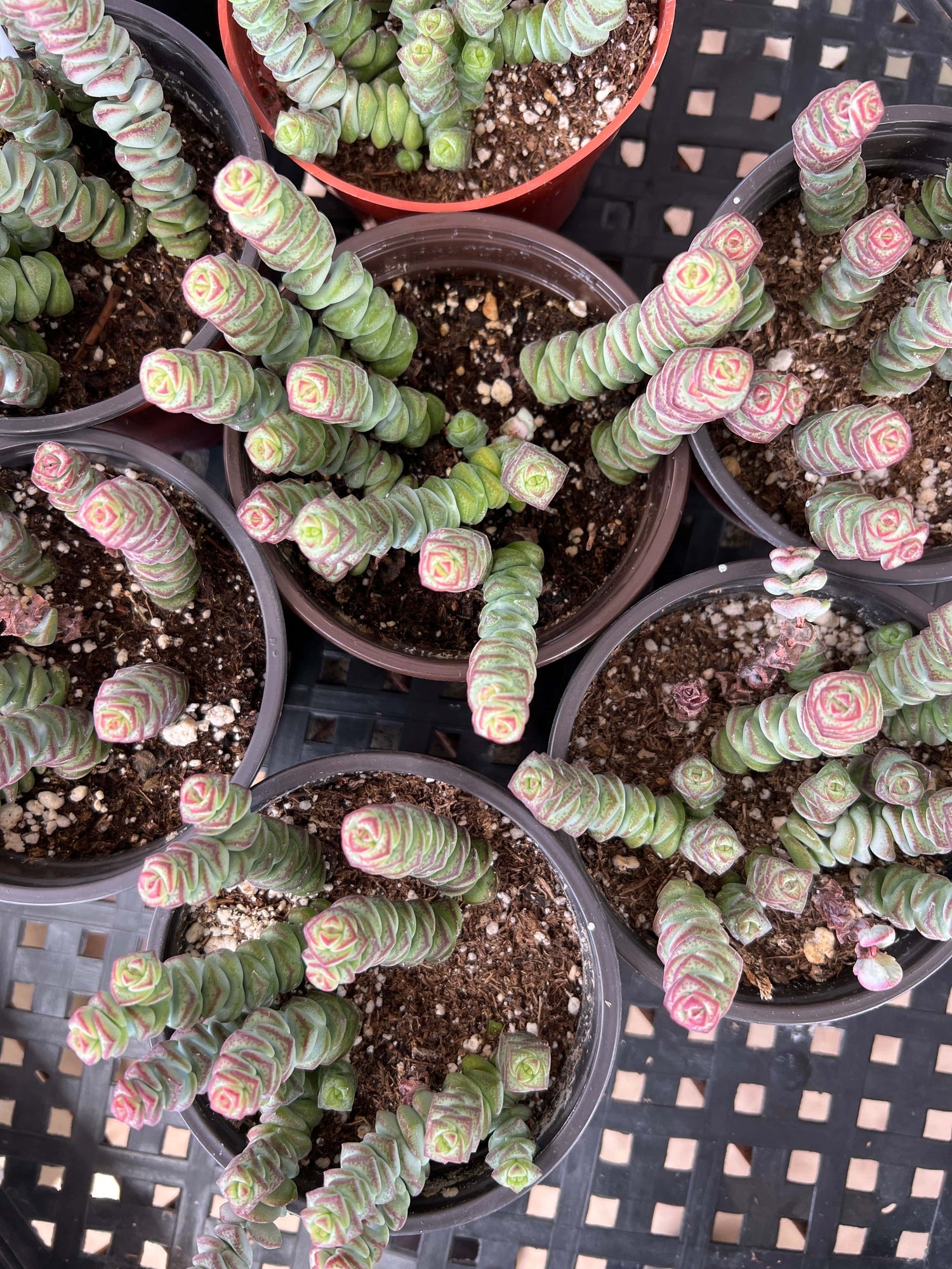 Crassula 'Baby’s Necklace' - Crassula