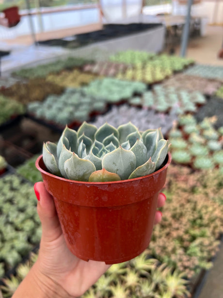 Morning Beauty - Echeveria Subsessilis