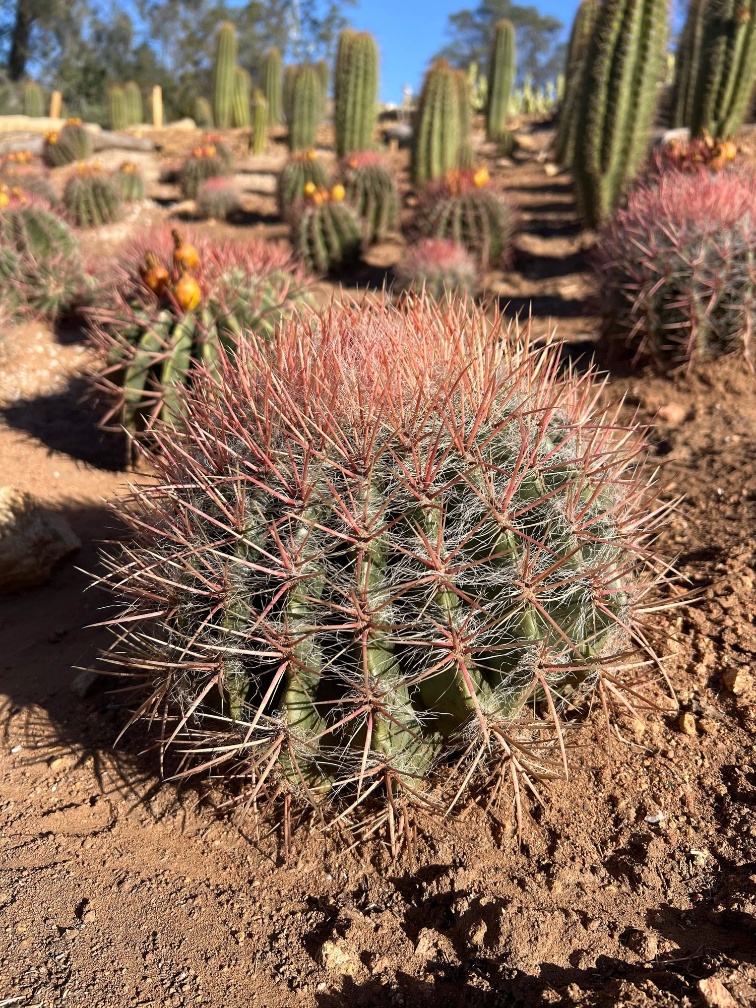 Red Barrel Cactus - Ferocactus sp.