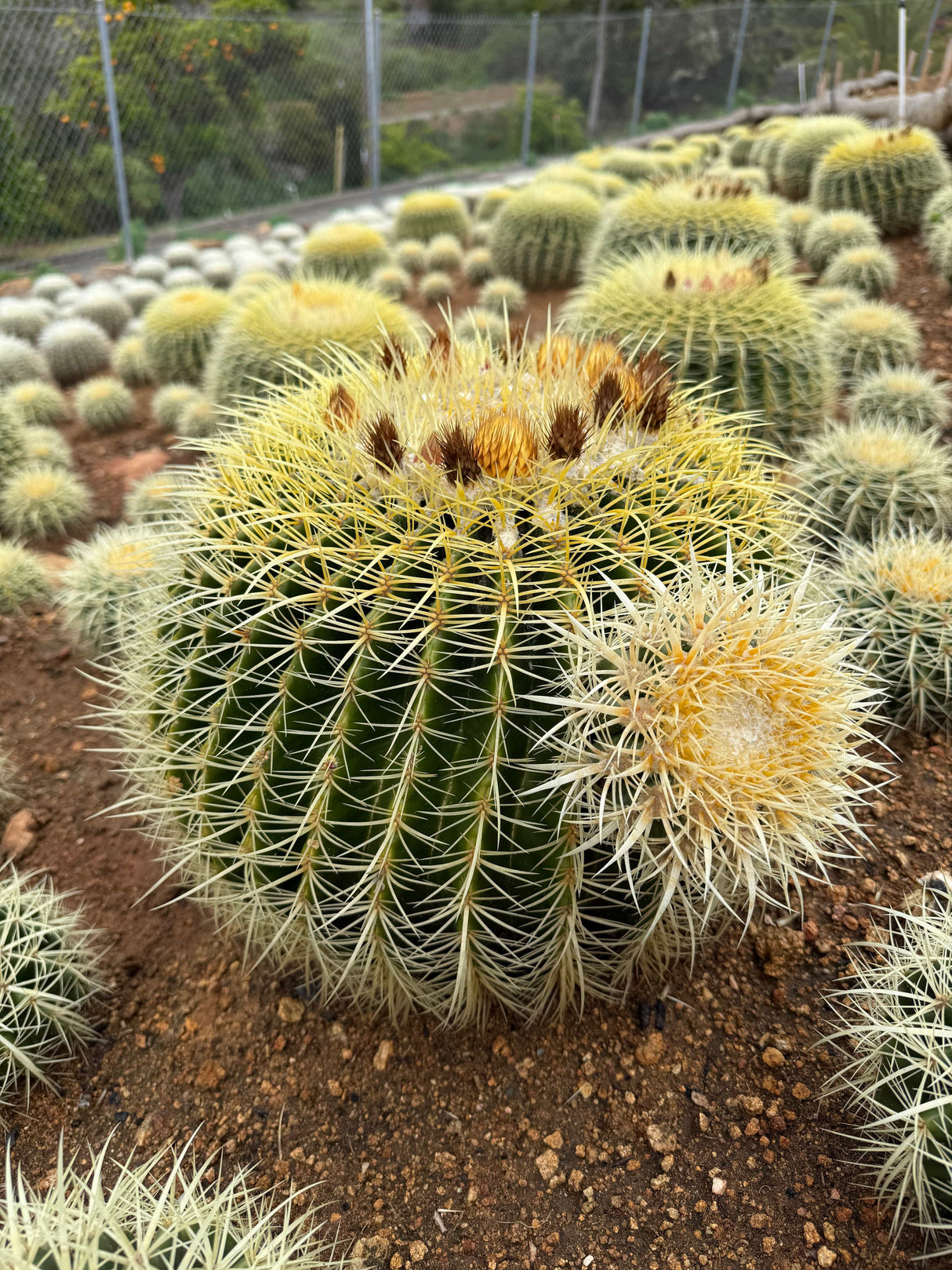 Echinocactus grusonii - Golden Barrel Cactus Cluster
