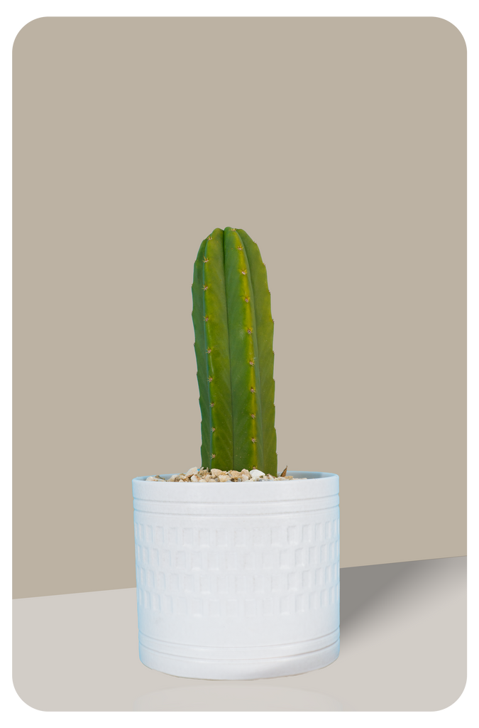 San Pedro (Echinopsis pachanoi) | Cactus Warehouse | Exotic Cacti Collection & Quality Desert Plants
