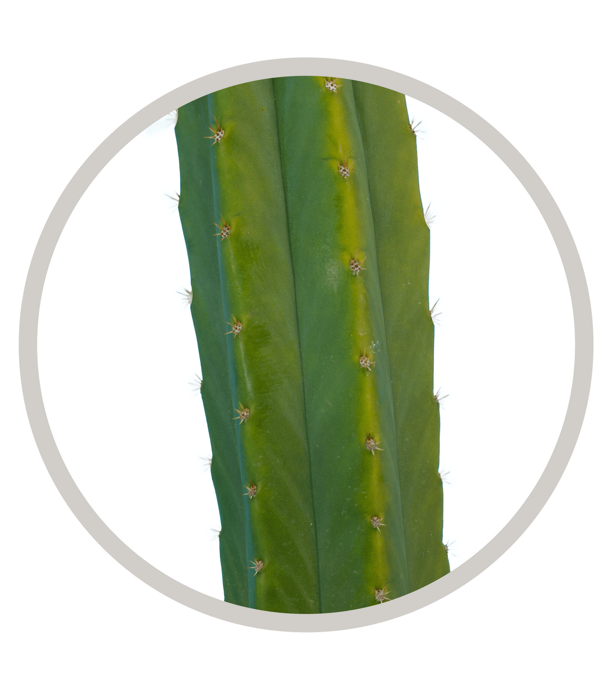 San Pedro (Echinopsis pachanoi) | Cactus Warehouse | Exotic Cacti Collection & Quality Desert Plants