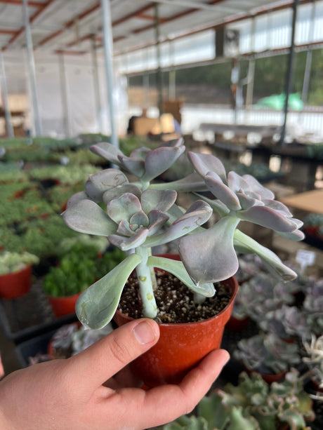 Purple Delight - Graptopetalum