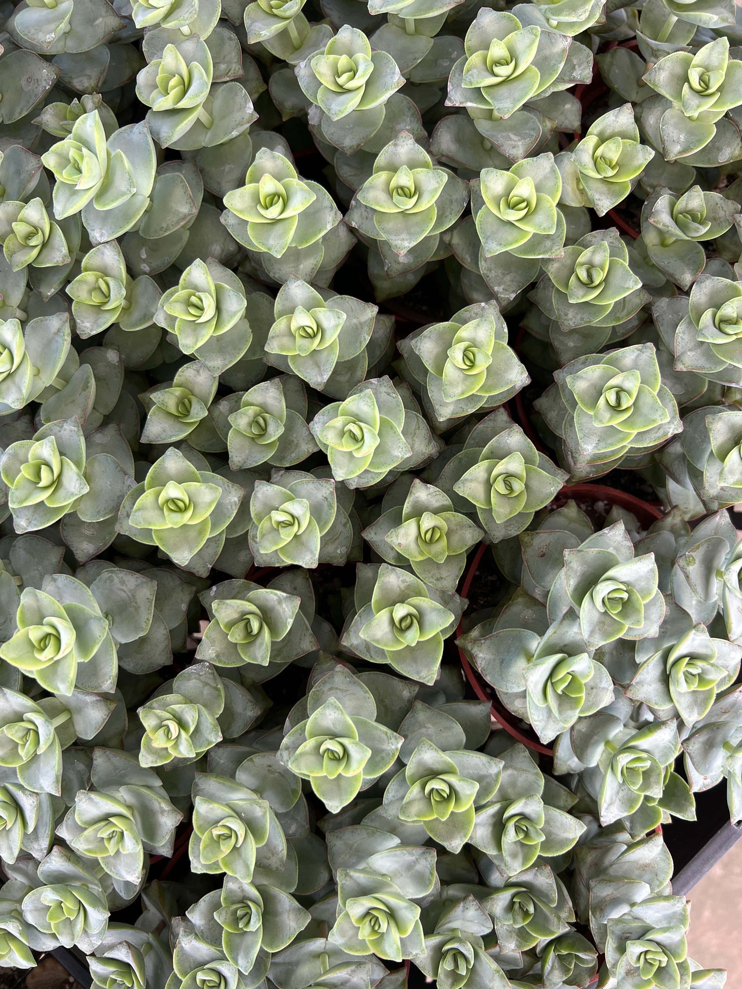 String of Buttons / Necklace Vine - Crassula Perforata