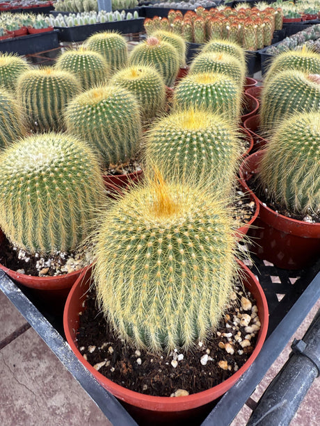 Lemon Ball Cactus - Parodia leninghausii
