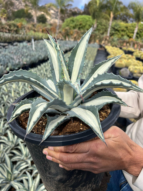 White Striped Century Plant - Agave medio-picta 'Alba'