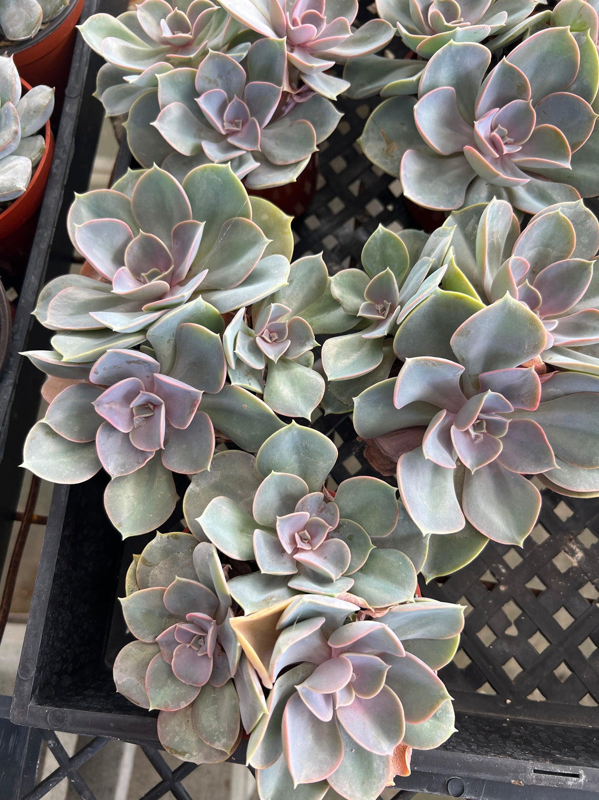 Echeveria 'Perle von Nurnberg' - Echeveria