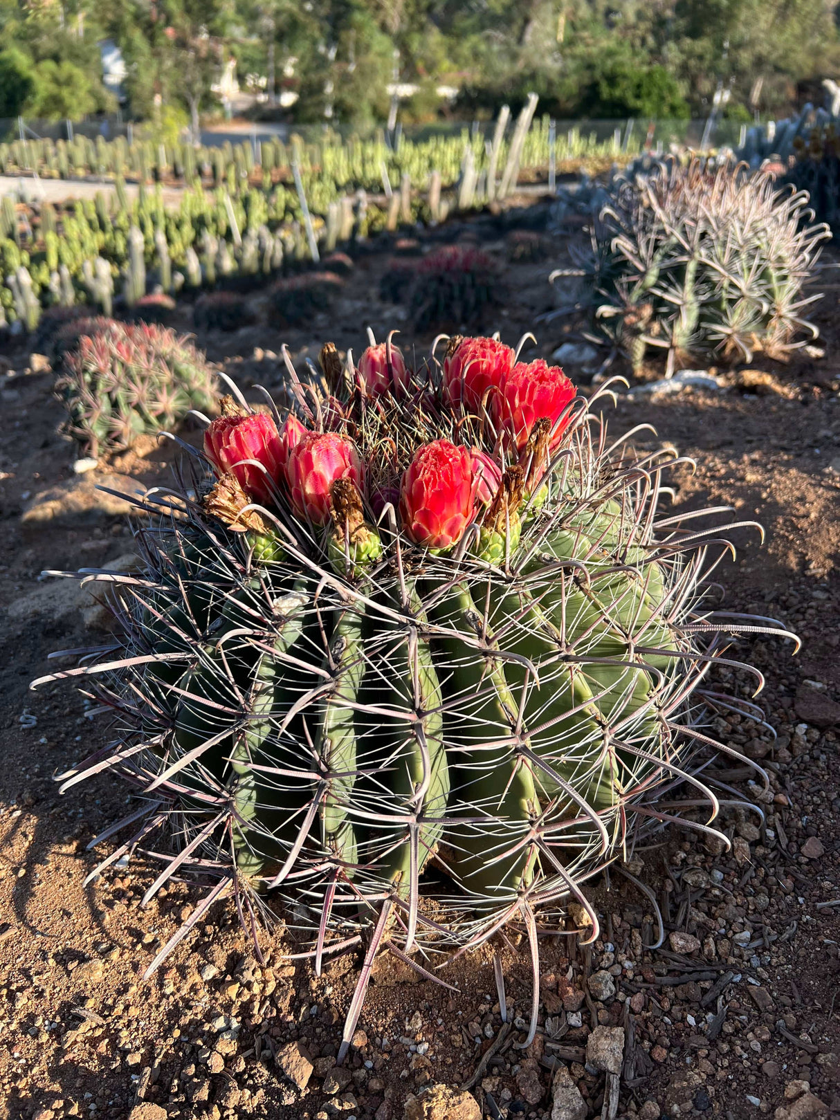Fishhook Barrel Cactus - Ferocactus wislizeni