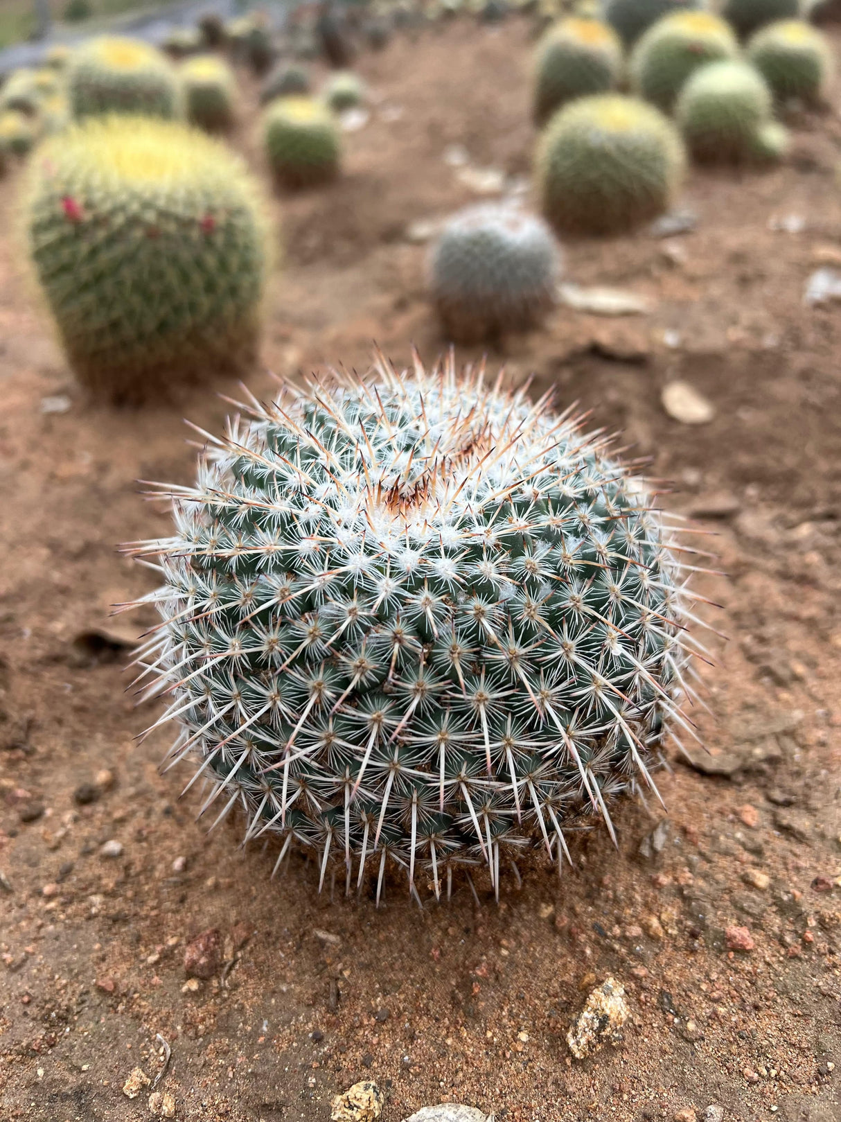 Owl Eye Cactus - Mammillaria Parkinsonii