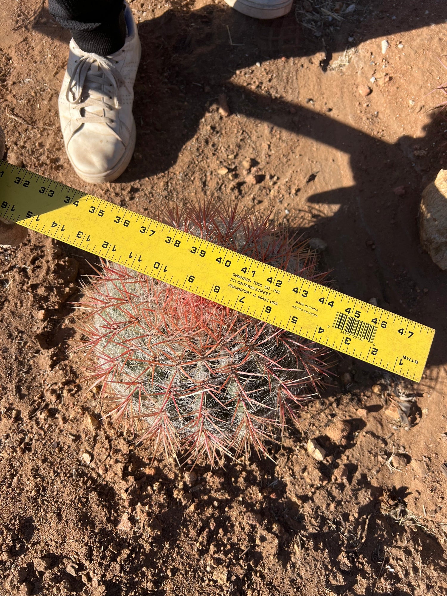 Red Barrel Cactus - Ferocactus sp.
