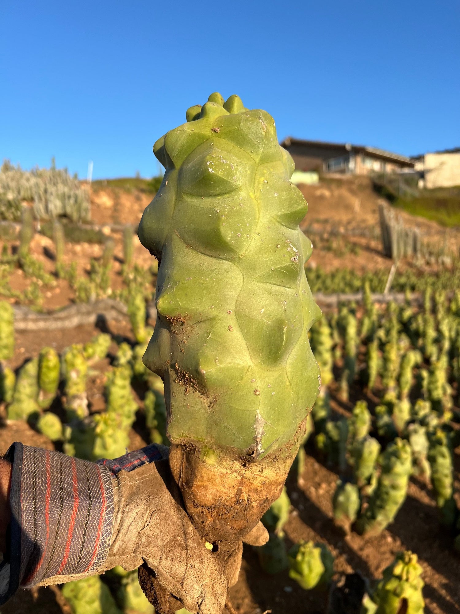 Totem Pole Cactus - Lophocereus shottii Obesa