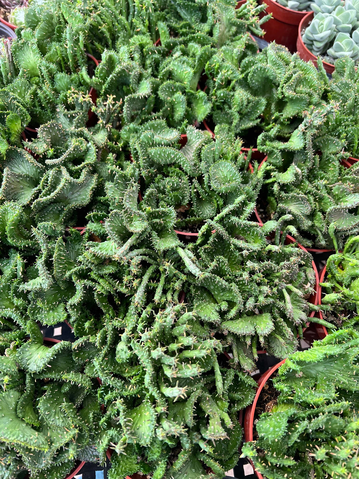 Green Coral Succulent - Euphorbia flanaganii f. cristata