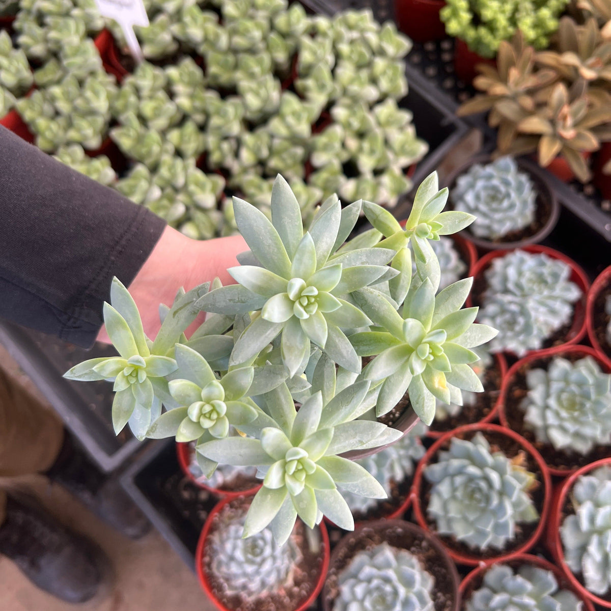 sedeveria succulent Sedeveria 'Blue Burrito'