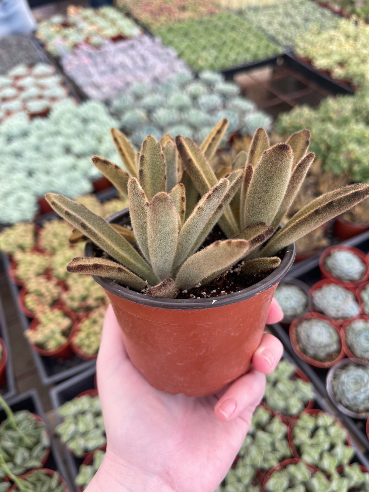 Chocolate Soldier Cactus - Kalanchoe tomentosa