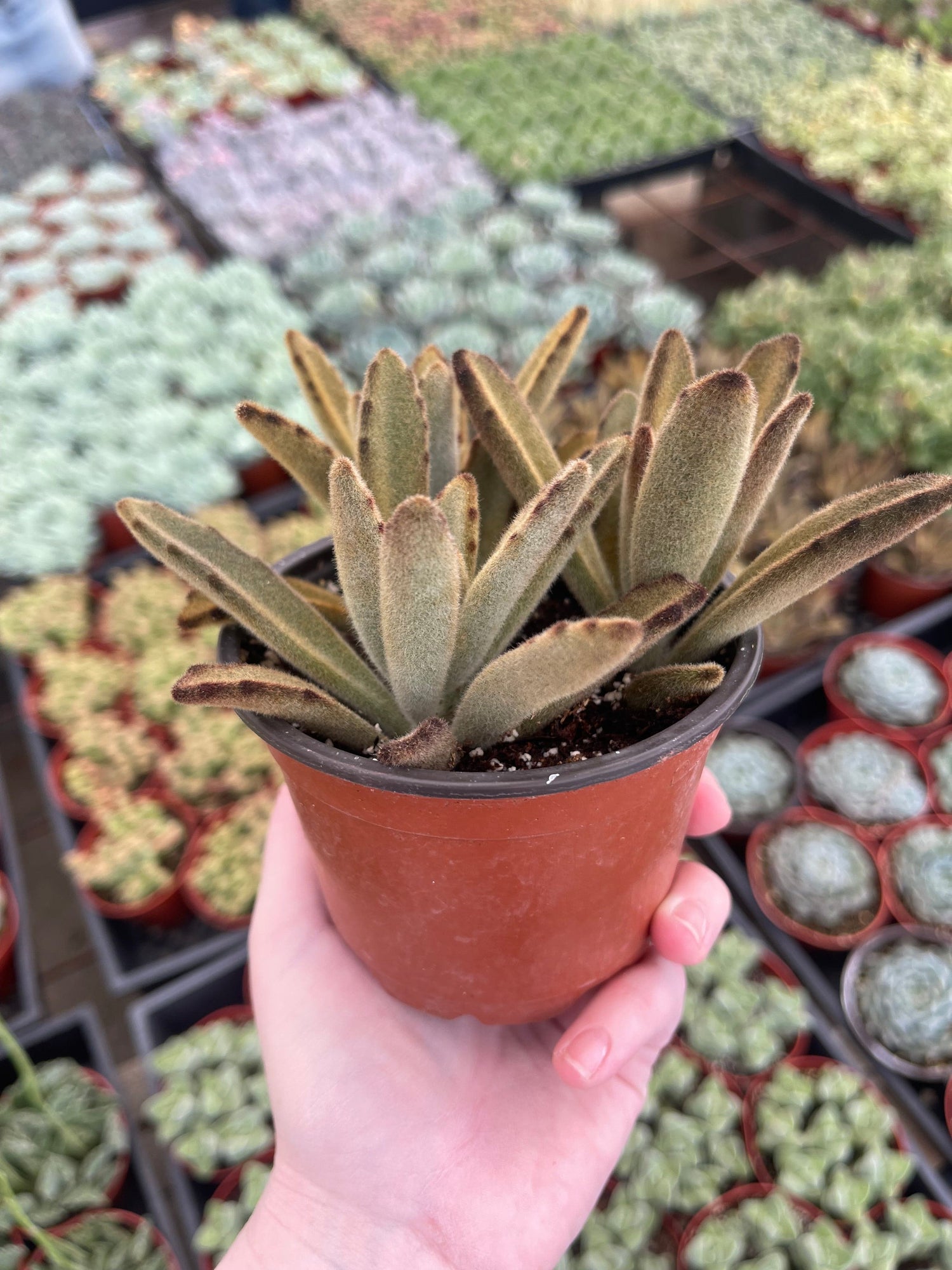 Chocolate Soldier Cactus - Kalanchoe tomentosa