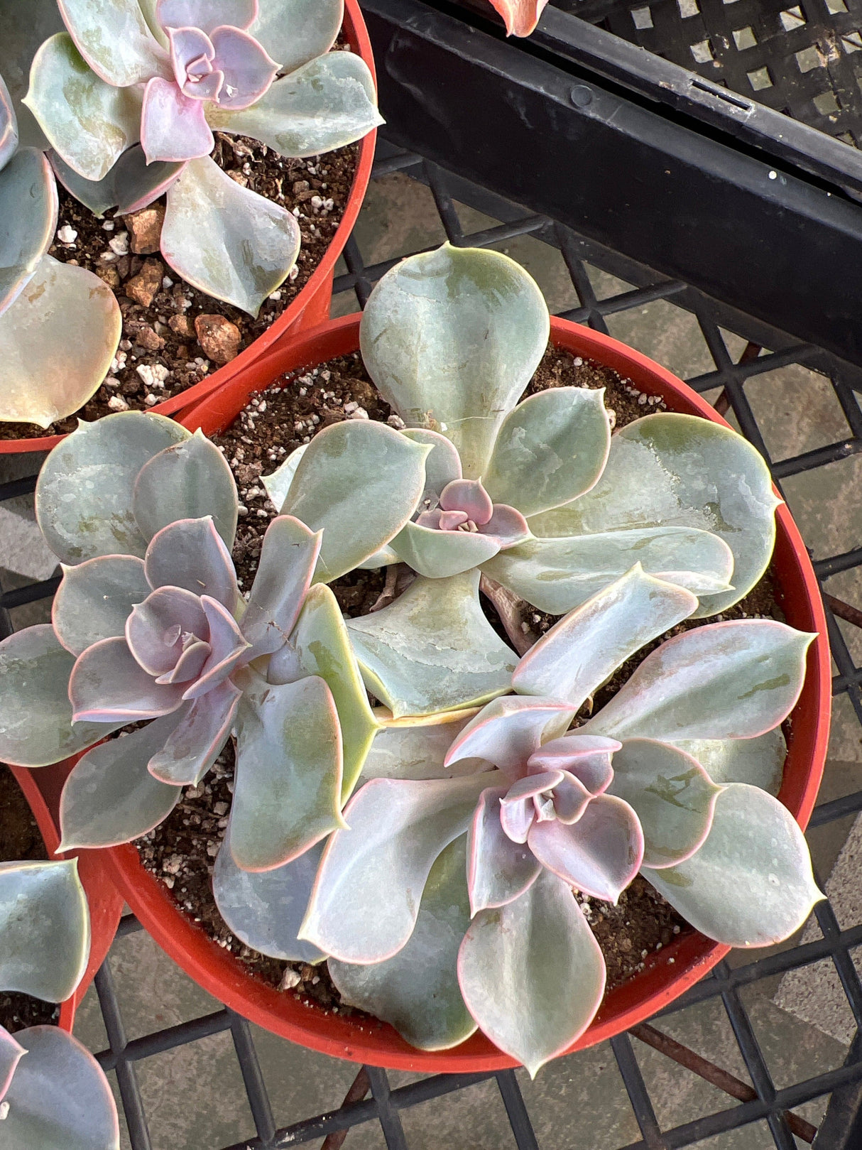 Echeveria 'Perle von Nurnberg' - Echeveria
